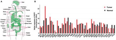 WW Domain-Containing E3 Ubiquitin Protein Ligase 1: A Self-Disciplined Oncoprotein